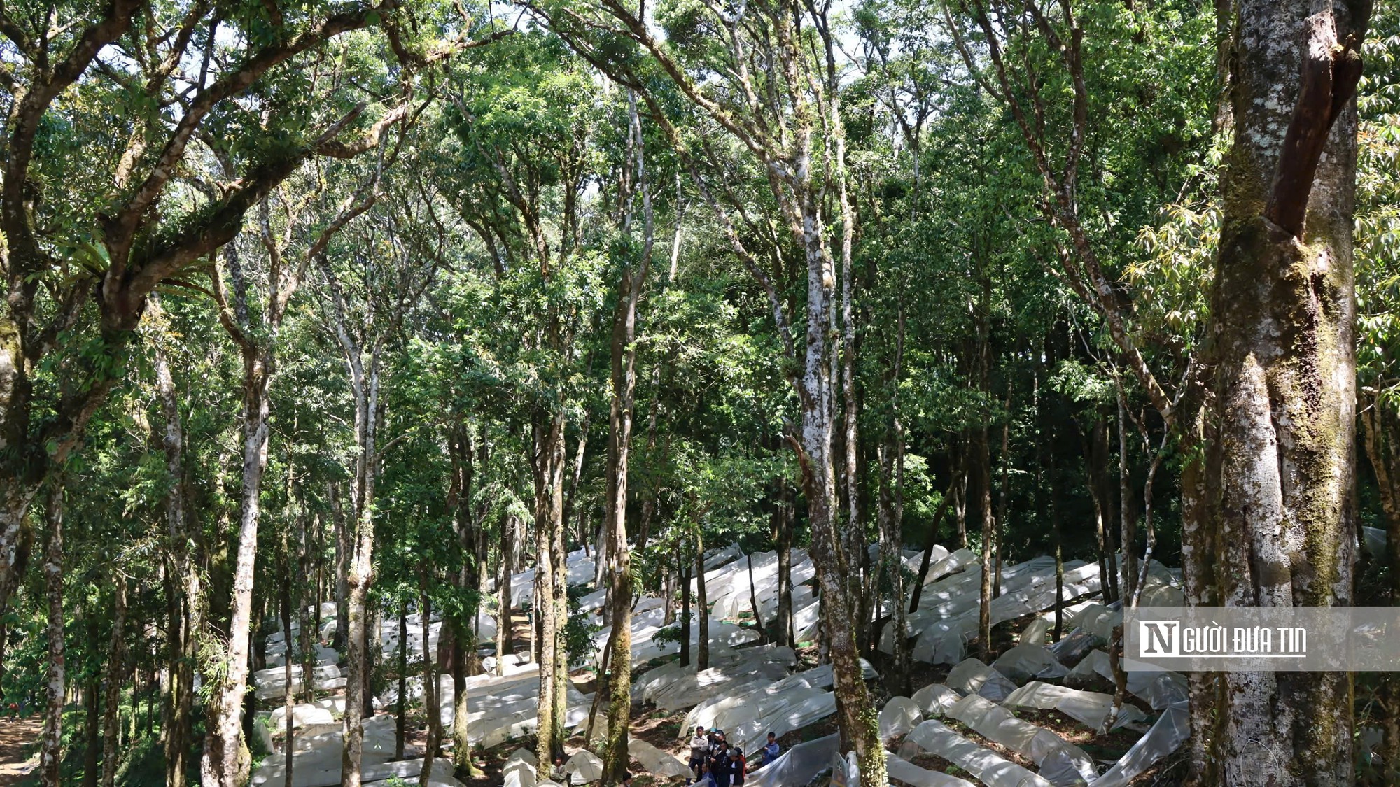 Gian nan giữ "vàng xanh" giữa đại ngàn Quảng Ngãi- Ảnh 7.