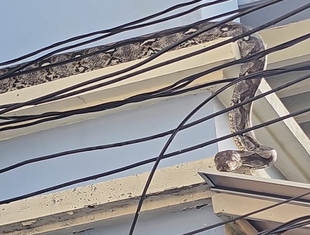 Trăn khổng lồ dài 4,5 mét bò lên mái nhà dân - Ảnh 1.