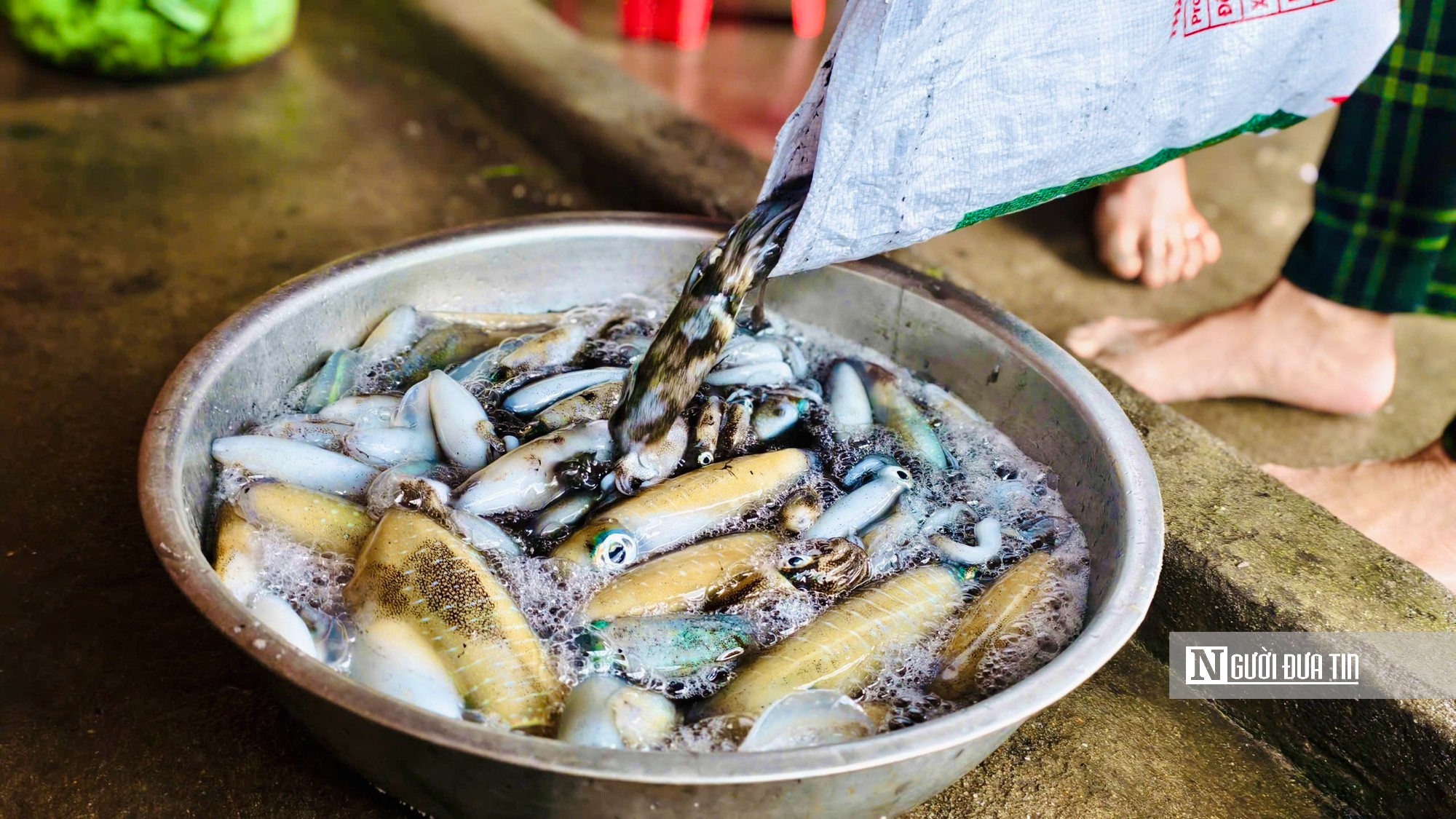 Quảng Ngãi: Săn "mực đuổi" mùa biển động, ngư dân thu tiền triệu mỗi ngày- Ảnh 6.