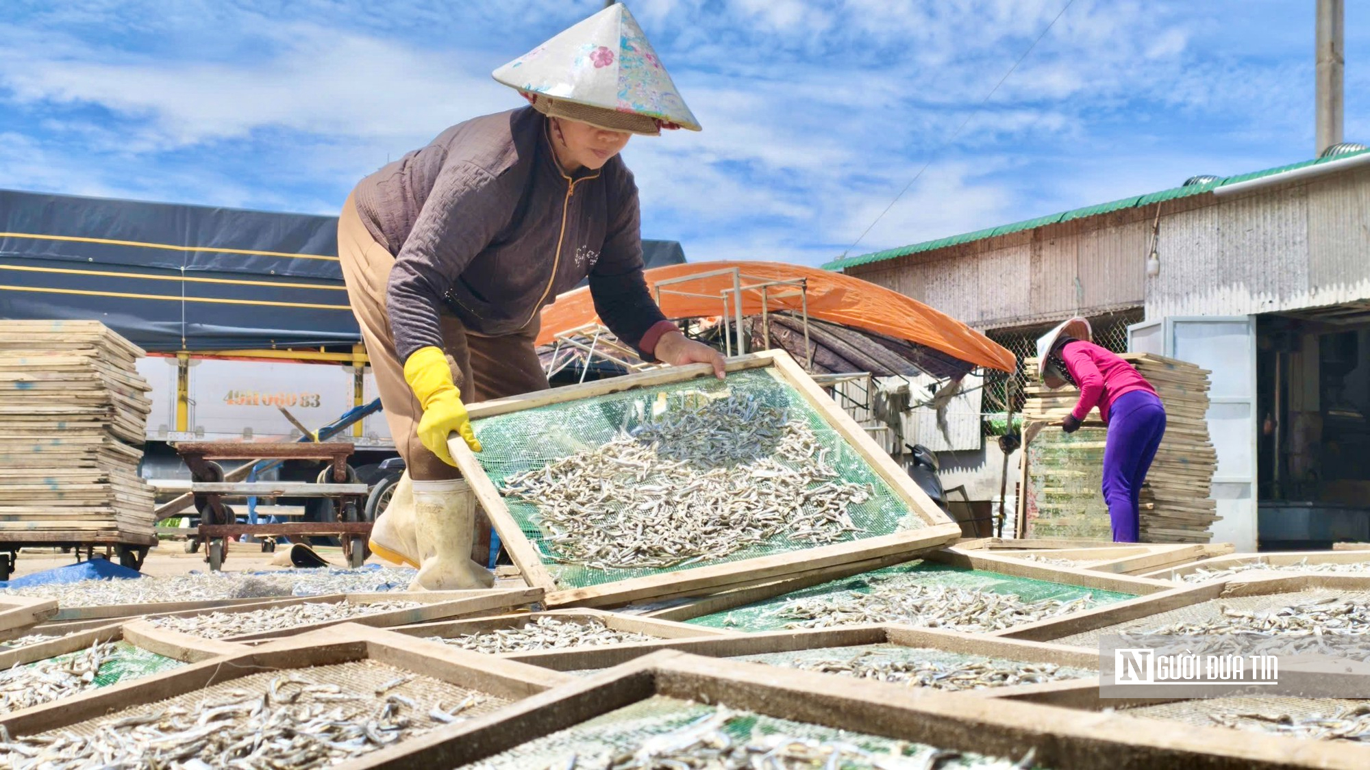 V&agrave;o m&ugrave;a c&aacute; cơm, ngư d&acirc;n Quảng Ng&atilde;i hồ hởi thu tiền triệu mỗi đ&ecirc;m- Ảnh 10.