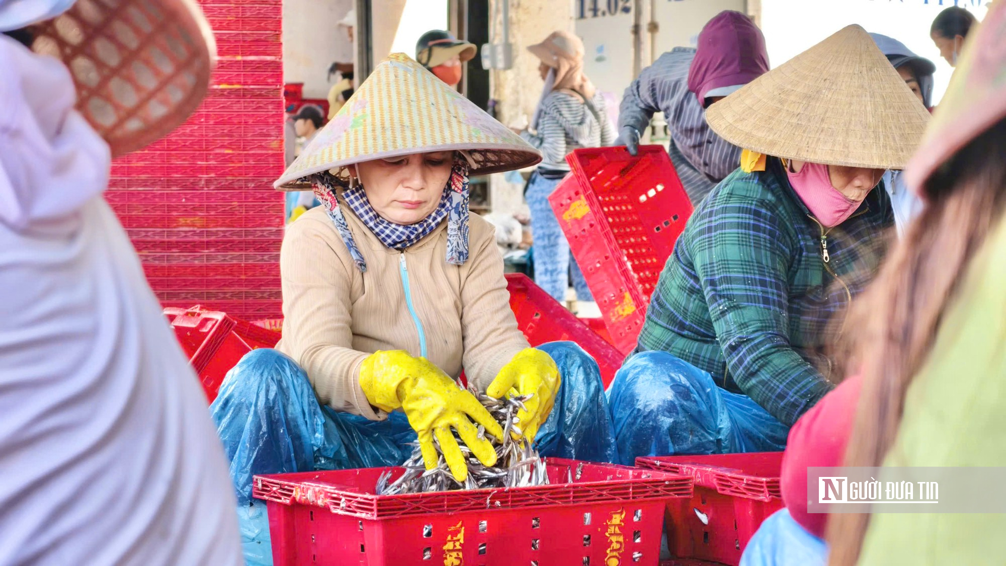 V&agrave;o m&ugrave;a c&aacute; cơm, ngư d&acirc;n Quảng Ng&atilde;i hồ hởi thu tiền triệu mỗi đ&ecirc;m- Ảnh 8.