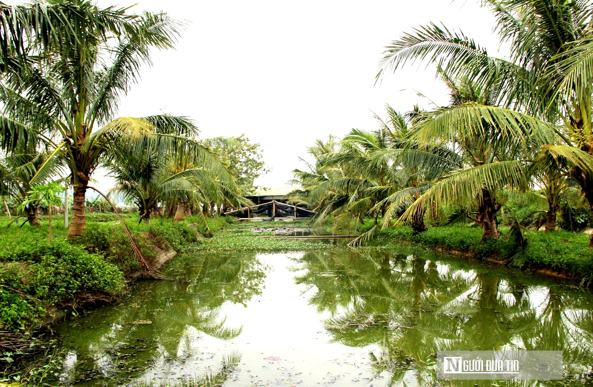 Nuôi loài bò sát dưới nước, một xóm ở Nghệ An bỏ túi chục tỷ đồng- Ảnh 8.