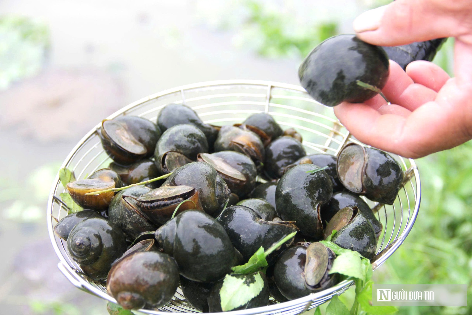 Nuôi loài bò sát dưới nước, một xóm ở Nghệ An bỏ túi chục tỷ đồng- Ảnh 7.