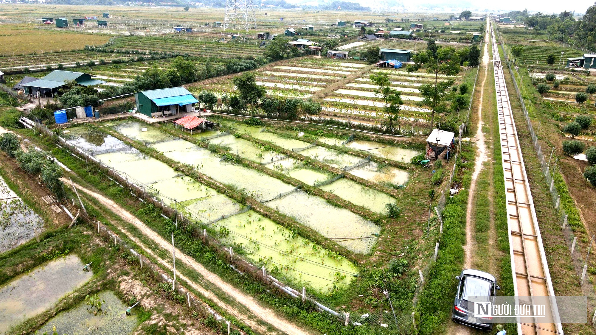 Nuôi loài bò sát dưới nước, một xóm ở Nghệ An bỏ túi chục tỷ đồng- Ảnh 1.