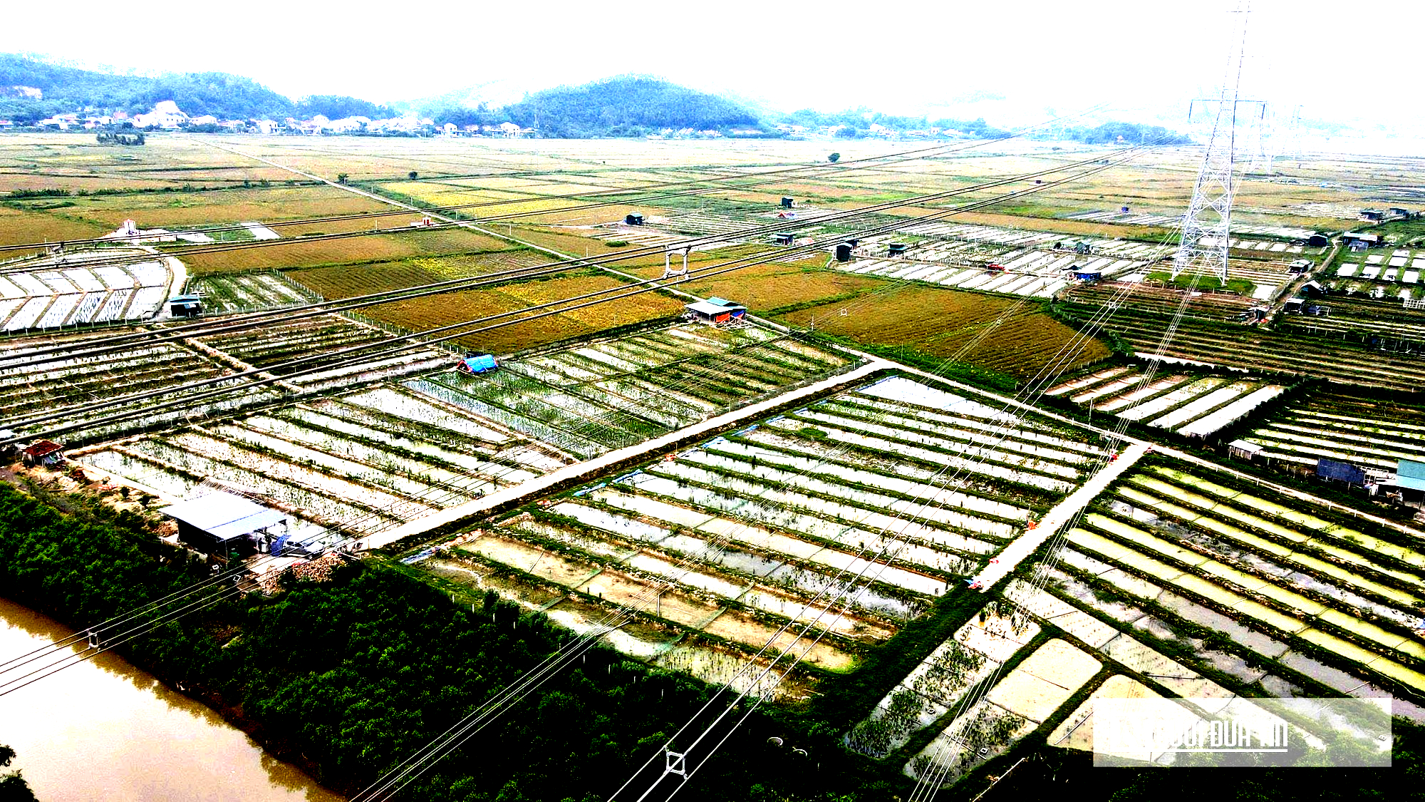 Nuôi loài bò sát dưới nước, một xóm ở Nghệ An bỏ túi chục tỷ đồng- Ảnh 9.