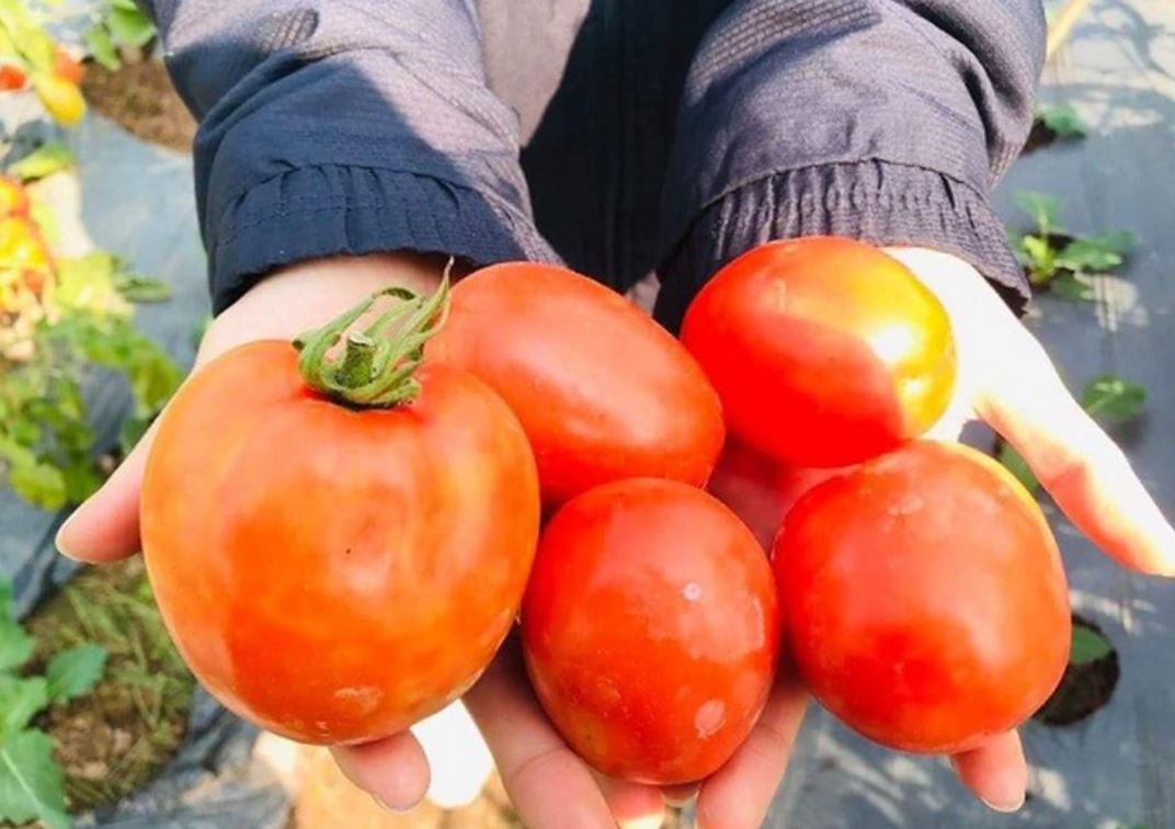 Ăn cà chua mỗi ngày suốt 1 năm, người đàn ông 42 tuổi bất ngờ khi đi khám - Ảnh 2.