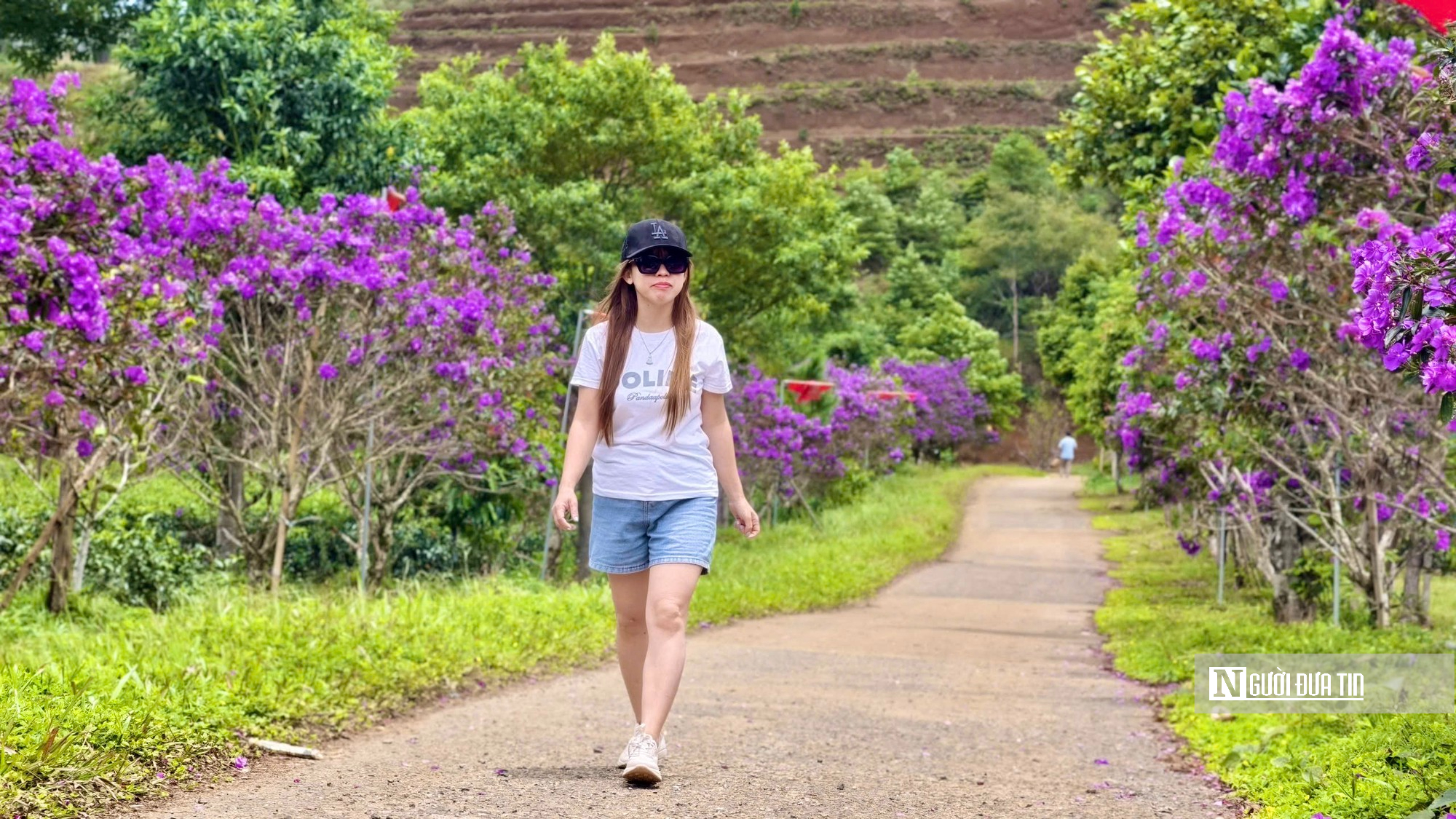Đồi chè khoác sắc tím, hút du khách check-in ở Quảng Ngãi- Ảnh 6.