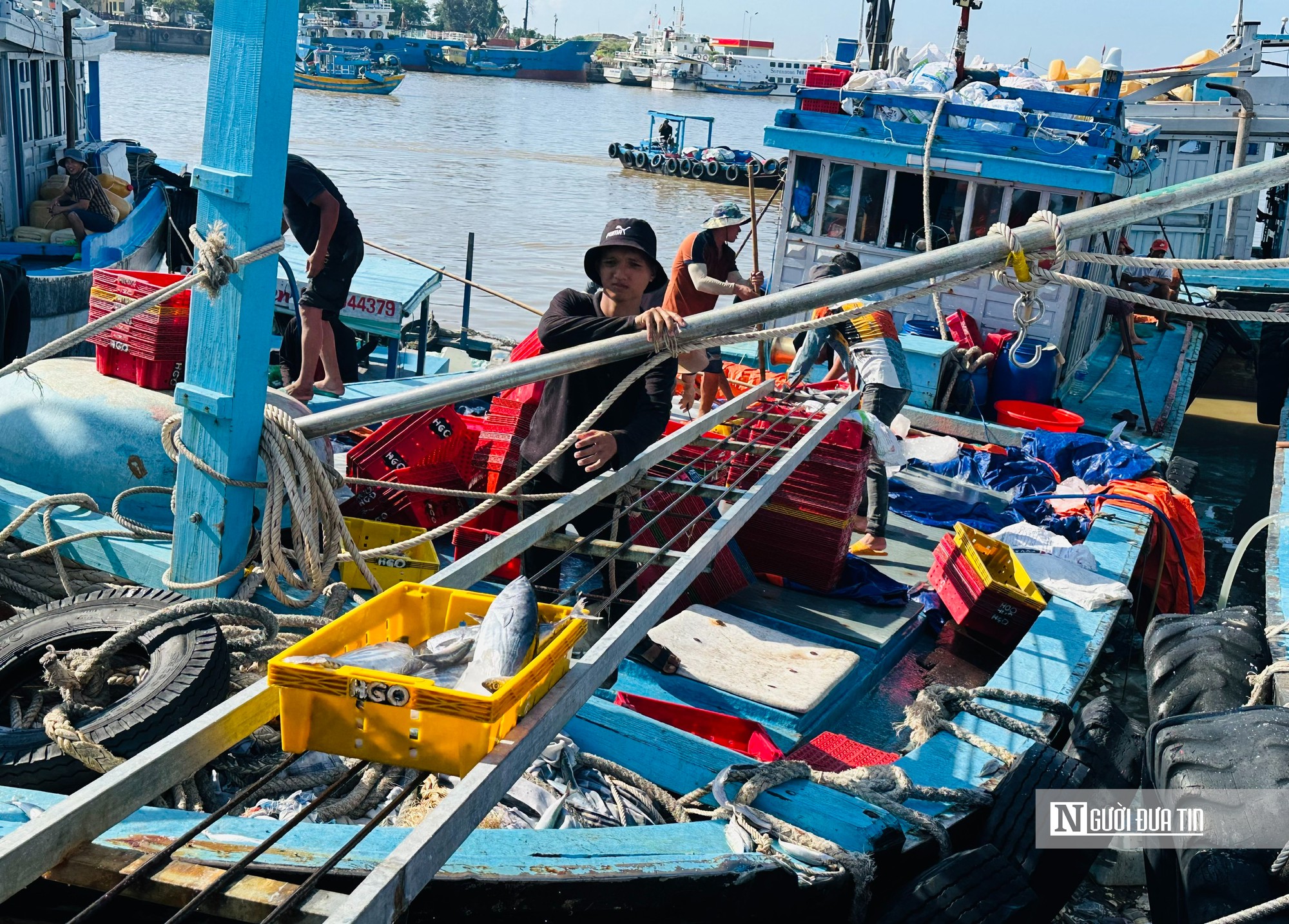 Ngư dân trúng cá nục, Cảng cá Phú Hải ở Lâm Đồng rộn ràng mùa biển - Ảnh 1.