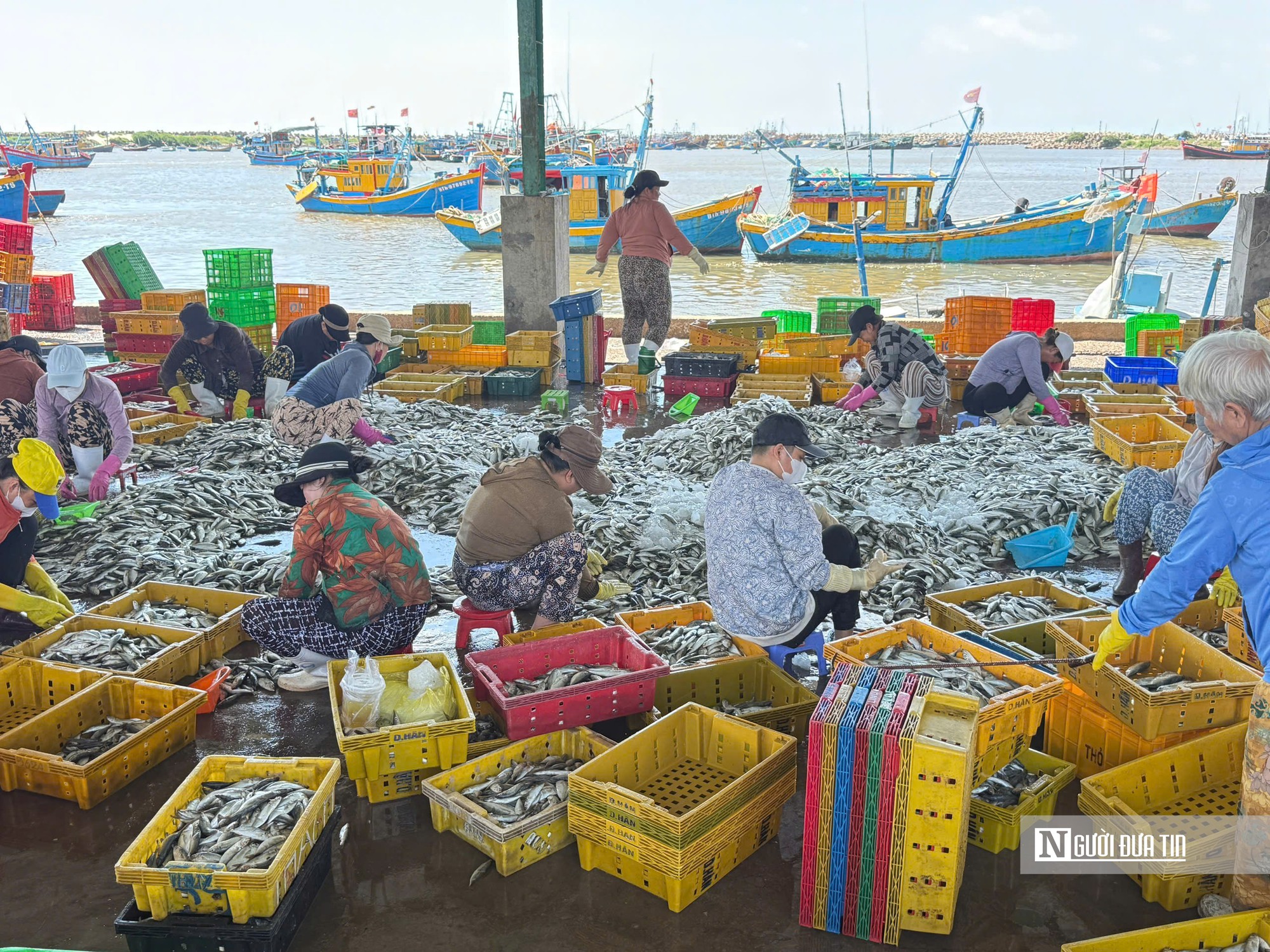 Ngư dân trúng cá nục, Cảng cá Phú Hải ở Lâm Đồng rộn ràng mùa biển - Ảnh 2.