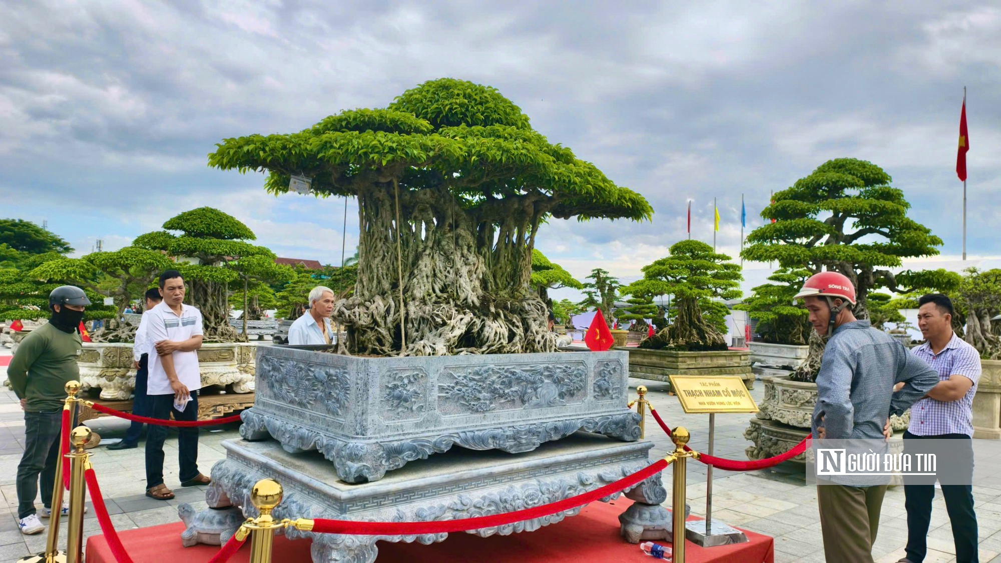 Trriển lãm cây cảnh ở Quảng Ngãi hút khách, một gốc "Thạch nham cổ mộc" được định giá 6,5 tỷ đồng- Ảnh 2.