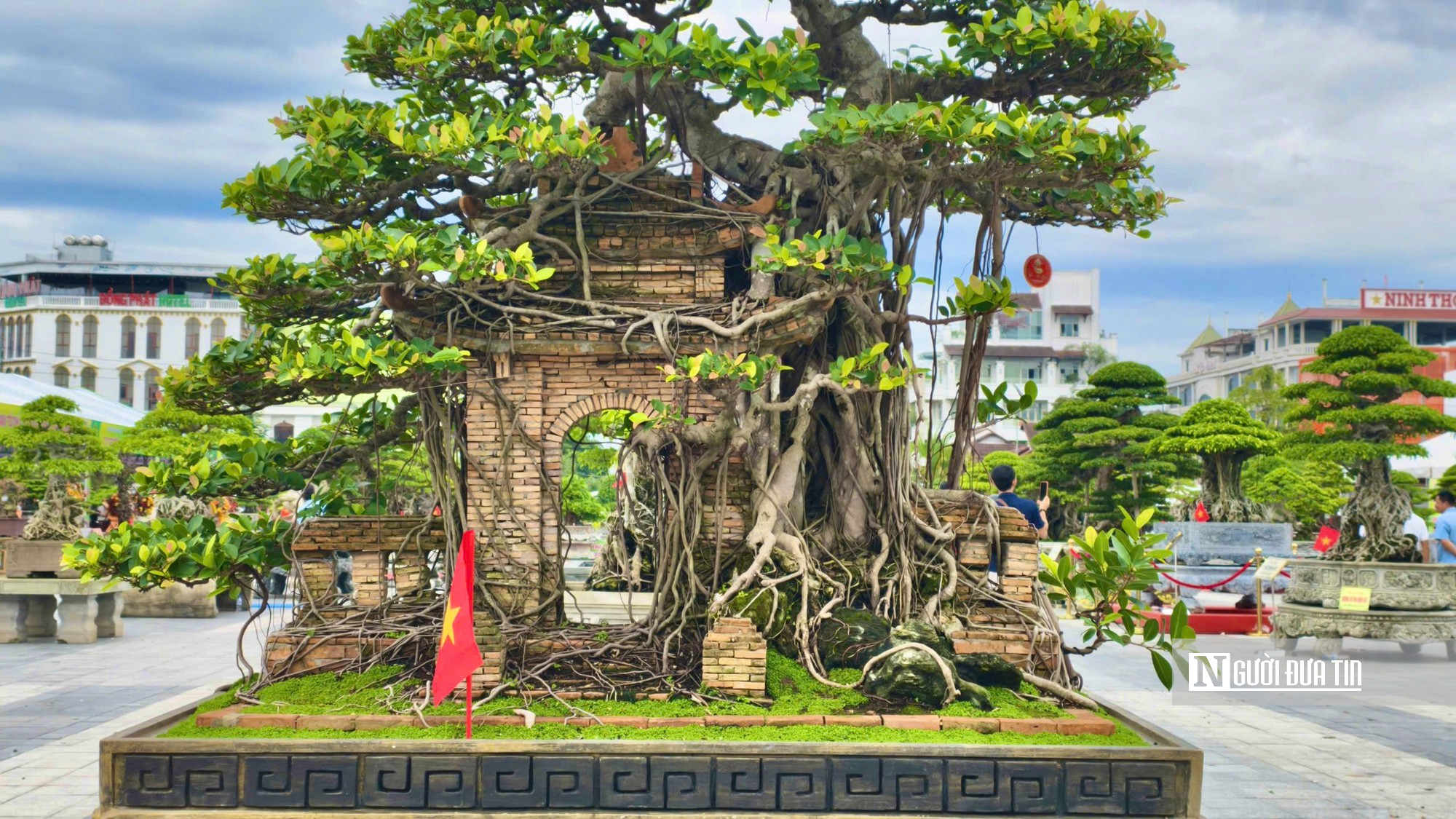Trriển lãm cây cảnh ở Quảng Ngãi hút khách, một gốc "Thạch nham cổ mộc" được định giá 6,5 tỷ đồng- Ảnh 9.