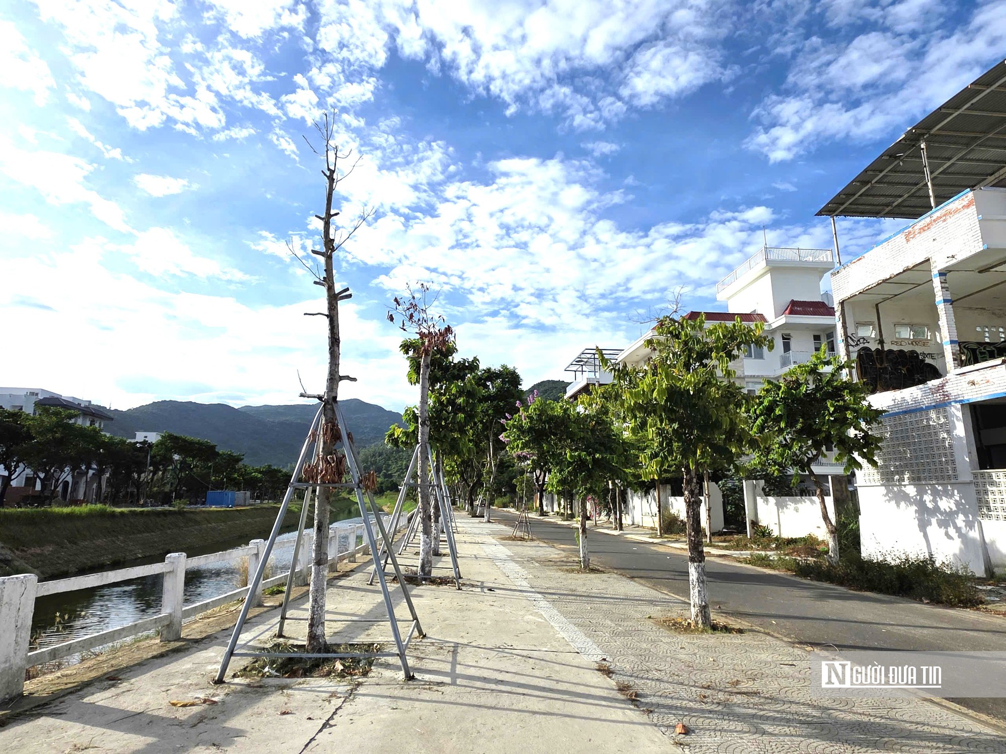 Đà Nẵng: Hàng loạt cây chết khô tại công viên trên tuyến du lịch- Ảnh 3.