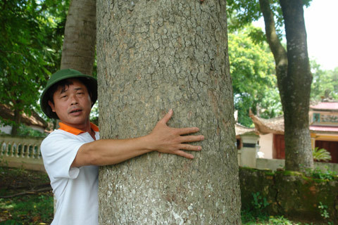 Xã hội - Cuộc chiến giữ… 'cây vàng' trong ngôi đền cổ (Kỳ 2) (Hình 2).