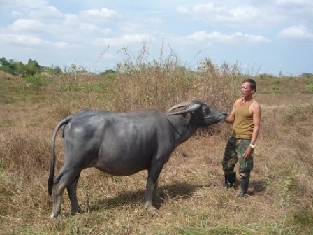 Bất động sản - Kiếm 50 triệu/tháng nhờ... chăn trâu