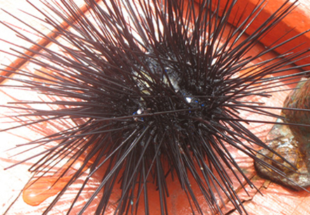 Việt Nam Xanh - Đặc sản biển kỳ dị tr&ecirc;n b&agrave;n tiệc