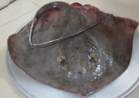 Việt Nam Xanh - Đặc sản biển kỳ dị tr&ecirc;n b&agrave;n tiệc (H&igrave;nh 8).