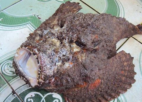 Việt Nam Xanh - Đặc sản biển kỳ dị tr&ecirc;n b&agrave;n tiệc (H&igrave;nh 3).