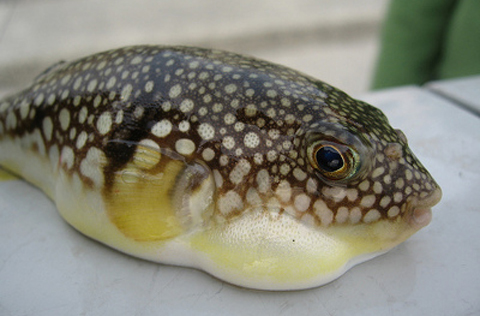 Việt Nam Xanh - Đặc sản biển kỳ dị tr&ecirc;n b&agrave;n tiệc (H&igrave;nh 10).