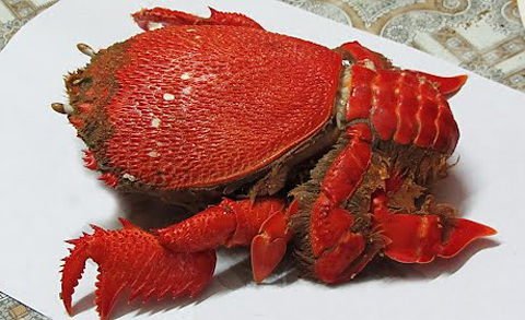 Việt Nam Xanh - Đặc sản biển kỳ dị tr&ecirc;n b&agrave;n tiệc (H&igrave;nh 7).