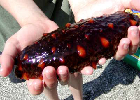 Việt Nam Xanh - Đặc sản biển kỳ dị tr&ecirc;n b&agrave;n tiệc (H&igrave;nh 4).