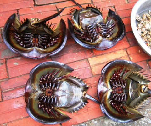 Việt Nam Xanh - Đặc sản biển kỳ dị tr&ecirc;n b&agrave;n tiệc (H&igrave;nh 2).