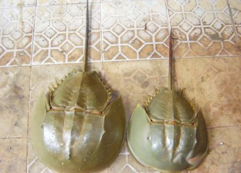 Việt Nam Xanh - Đặc sản biển kỳ dị tr&ecirc;n b&agrave;n tiệc (H&igrave;nh 5).