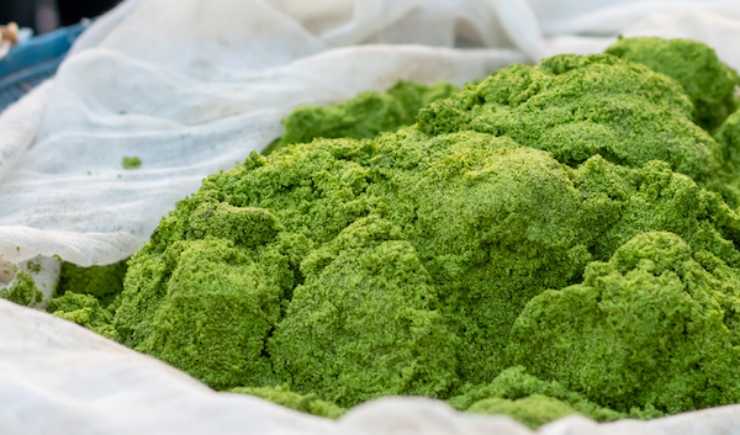 Đời sống - Bất ngờ loại bèo chuyên nuôi cá, nay trở thành siêu thực phẩm (Hình 4).