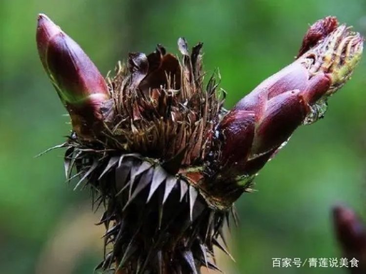 Đời sống - Loại rau mọc trên cây xưa toàn bị chặt bỏ, nay bán gần 300 nghìn/kg vẫn không đủ hàng (Hình 2).