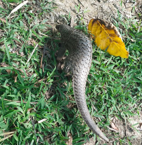 Xã hội - Cà Mau: Phát hiện loài động vật quý hiếm nằm trên đường