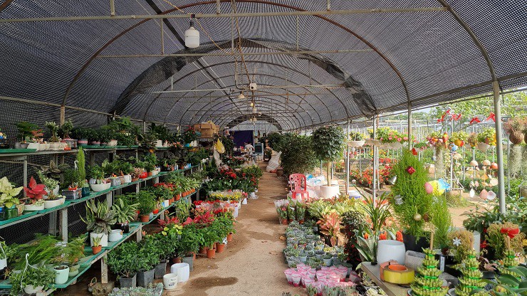 Sự kiện - Nhà vườn tại “thủ phủ” hoa Tết lớn nhất miền Bắc đếm ngược ngày thu tiền (Hình 7).