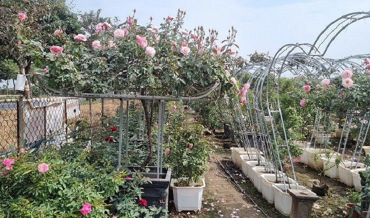 Sự kiện - Nhà vườn tại “thủ phủ” hoa Tết lớn nhất miền Bắc đếm ngược ngày thu tiền (Hình 10).