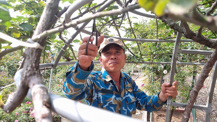 Sự kiện - Nhà vườn tại “thủ phủ” hoa Tết lớn nhất miền Bắc đếm ngược ngày thu tiền (Hình 9).