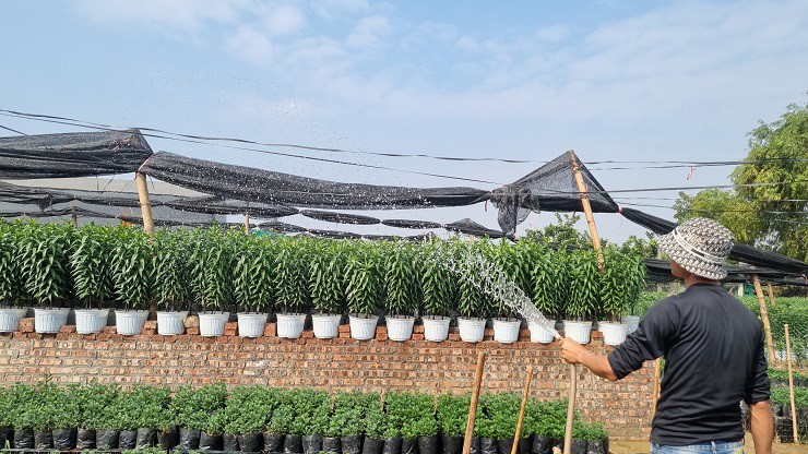 Sự kiện - Nhà vườn tại “thủ phủ” hoa Tết lớn nhất miền Bắc đếm ngược ngày thu tiền (Hình 3).