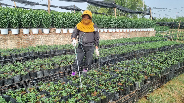 Sự kiện - Nhà vườn tại “thủ phủ” hoa Tết lớn nhất miền Bắc đếm ngược ngày thu tiền (Hình 2).