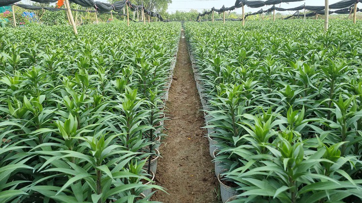 Sự kiện - Nhà vườn tại “thủ phủ” hoa Tết lớn nhất miền Bắc đếm ngược ngày thu tiền (Hình 6).