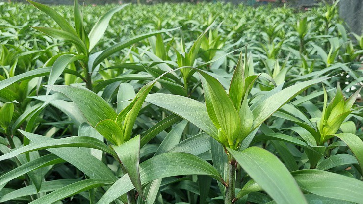 Sự kiện - Nhà vườn tại “thủ phủ” hoa Tết lớn nhất miền Bắc đếm ngược ngày thu tiền (Hình 5).