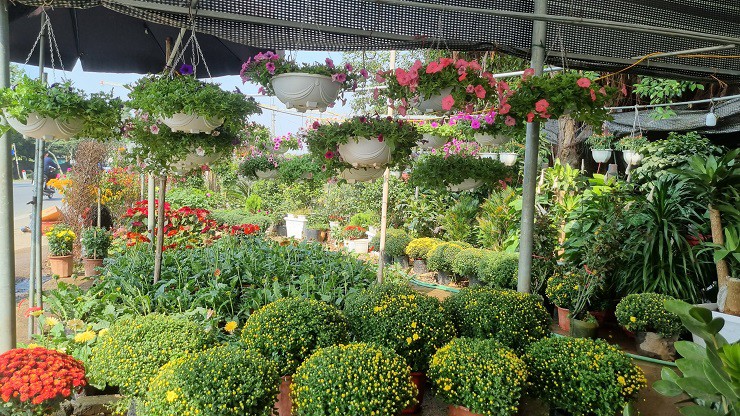 Sự kiện - Nhà vườn tại “thủ phủ” hoa Tết lớn nhất miền Bắc đếm ngược ngày thu tiền (Hình 8).