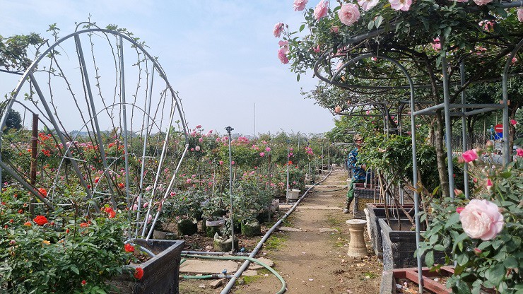 Sự kiện - Nhà vườn tại “thủ phủ” hoa Tết lớn nhất miền Bắc đếm ngược ngày thu tiền (Hình 11).