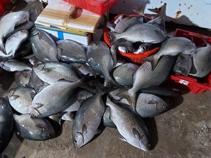 Loại cá giàu canxi hơn cá hồi, ở chợ Việt vừa nhiều vừa rẻ - Ảnh 3.