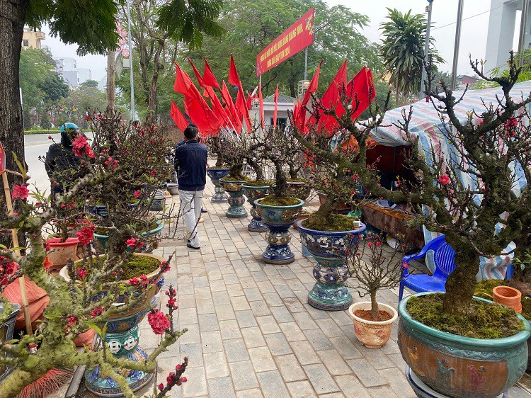 D&acirc;n sinh - Chưa đến Tết hoa đ&agrave;o đ&atilde; bung nở rực rỡ, nh&agrave; vườn thất thu h&agrave;ng tỷ đồng (H&igrave;nh 4).