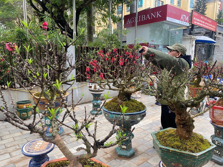 D&acirc;n sinh - Chưa đến Tết hoa đ&agrave;o đ&atilde; bung nở rực rỡ, nh&agrave; vườn thất thu h&agrave;ng tỷ đồng (H&igrave;nh 7).