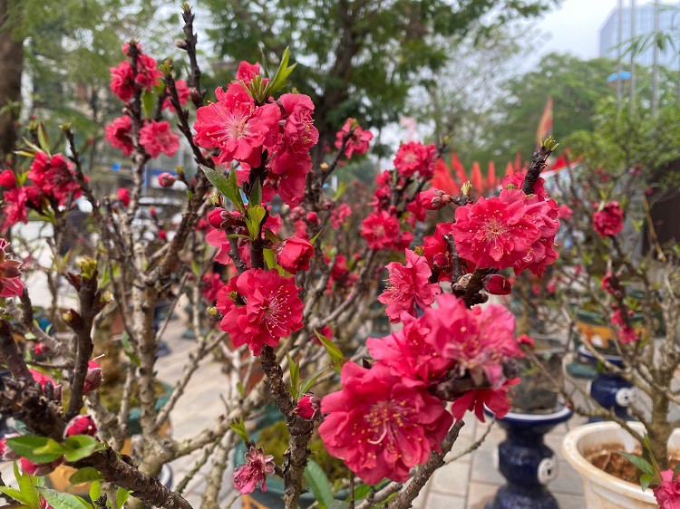 Dân sinh - Chưa đến Tết hoa đào đã bung nở rực rỡ, nhà vườn thất thu hàng tỷ đồng