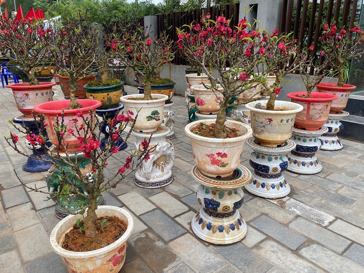 D&acirc;n sinh - Chưa đến Tết hoa đ&agrave;o đ&atilde; bung nở rực rỡ, nh&agrave; vườn thất thu h&agrave;ng tỷ đồng (H&igrave;nh 3).