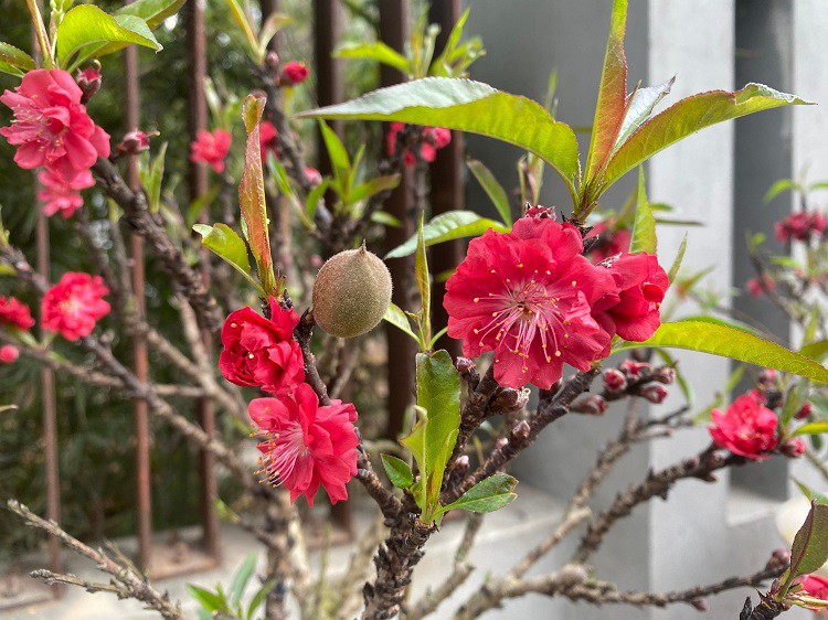 Dân sinh - Chưa đến Tết hoa đào đã bung nở rực rỡ, nhà vườn thất thu hàng tỷ đồng (Hình 5).