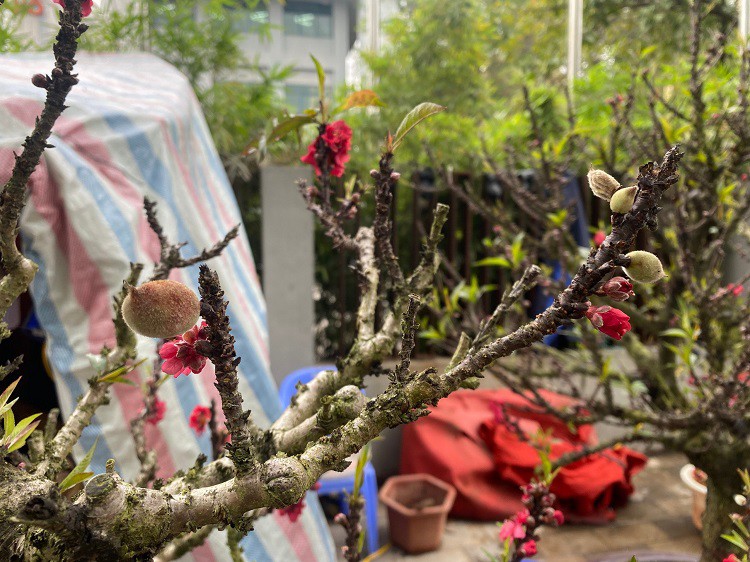 D&acirc;n sinh - Chưa đến Tết hoa đ&agrave;o đ&atilde; bung nở rực rỡ, nh&agrave; vườn thất thu h&agrave;ng tỷ đồng (H&igrave;nh 6).