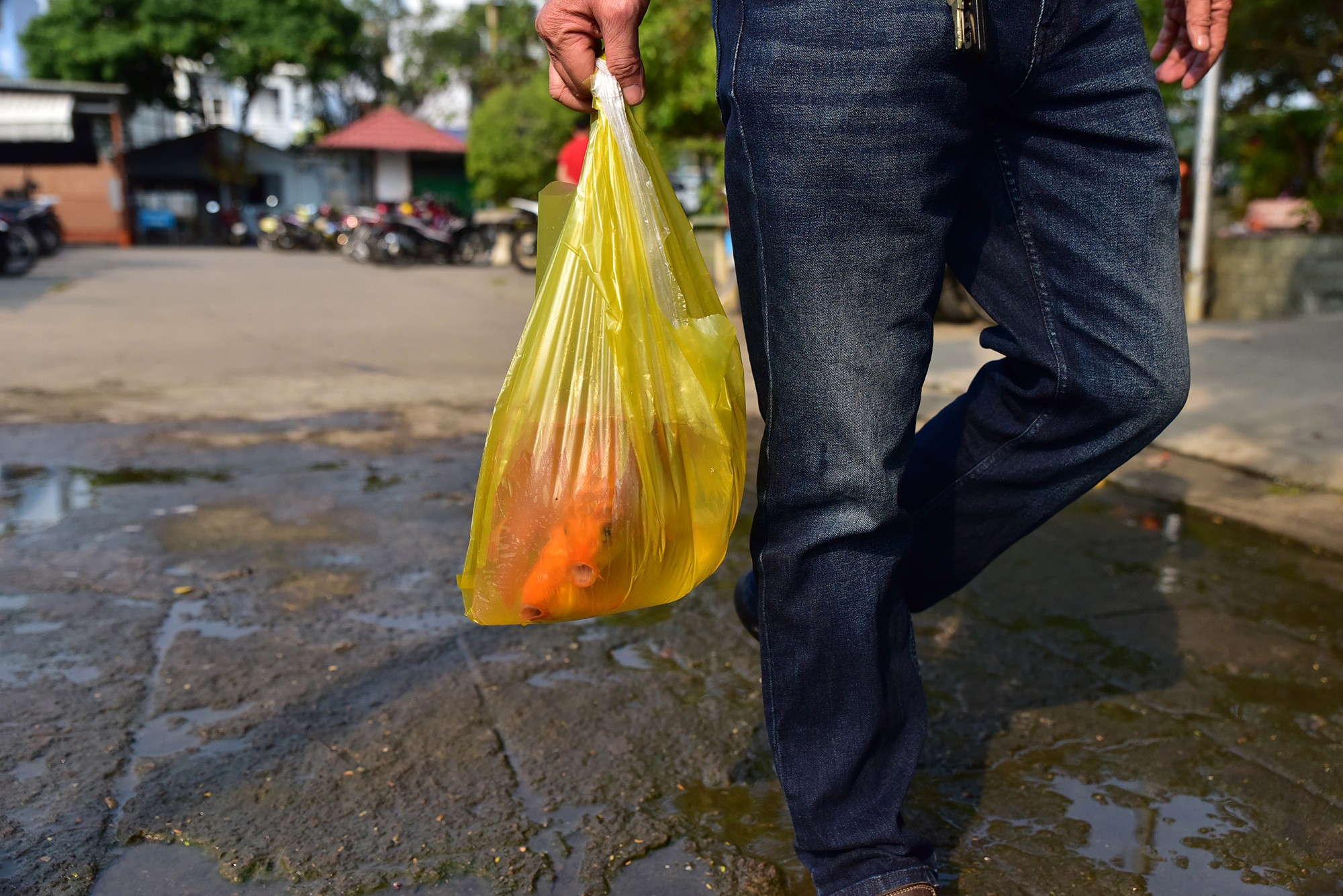 Pháp luật - Sau vụ “hỗn chiến” khi thả cá phóng sinh ở TP.HCM, nhóm chích điện đã “mất tích” (Hình 3).