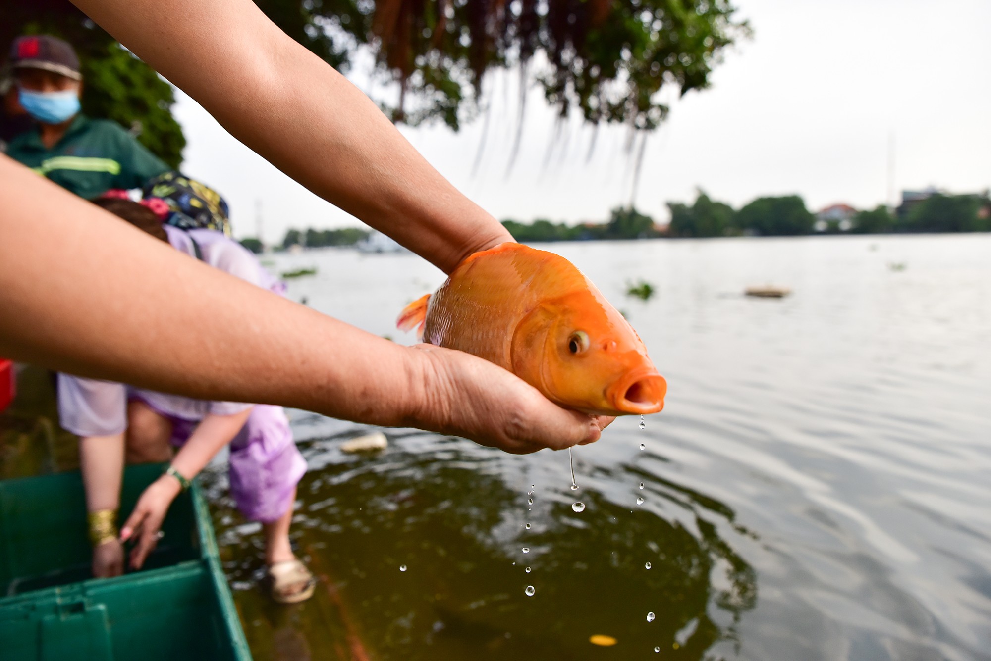 Pháp luật - Sau vụ “hỗn chiến” khi thả cá phóng sinh ở TP.HCM, nhóm chích điện đã “mất tích” (Hình 6).