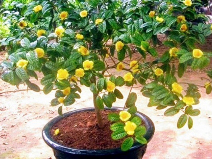 Đắk Lắk: Gần 5.000 tác phẩm độc đáo tham dự triển lãm sinh vật cảnh- Ảnh 14. Loại cây có hoa được ví như
