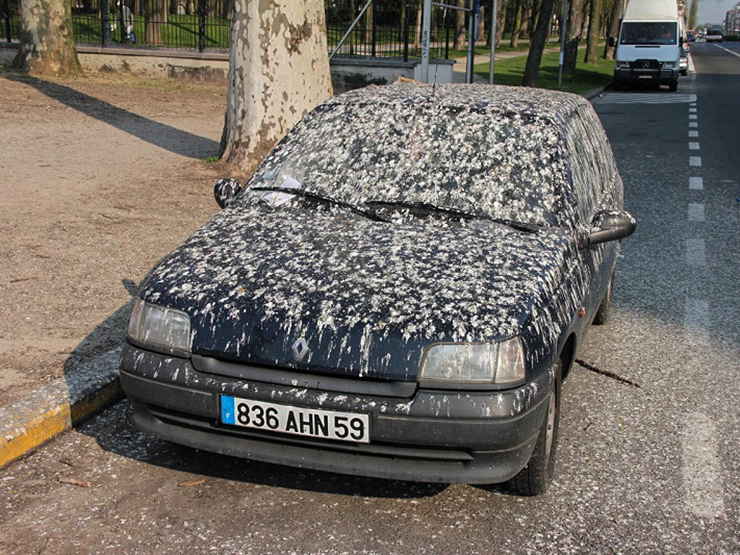 Đời sống - Đỗ ô tô dưới tán cây liệu có phải là lựa chọn tối ưu nhất hay gây nguy hiểm cho xe? (Hình 2).