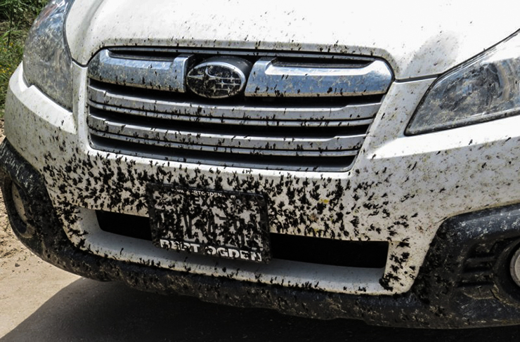 Đời sống - Đỗ ô tô dưới tán cây liệu có phải là lựa chọn tối ưu nhất hay gây nguy hiểm cho xe? (Hình 3).